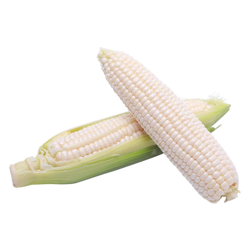 AA金马伦白玉米 White Corn