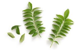 咖喱叶 Fresh Curry Leaf ≈50g