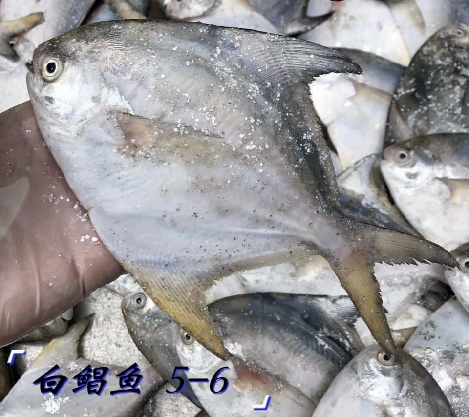 本地白鲳鱼 1-1.1kg/4-6只