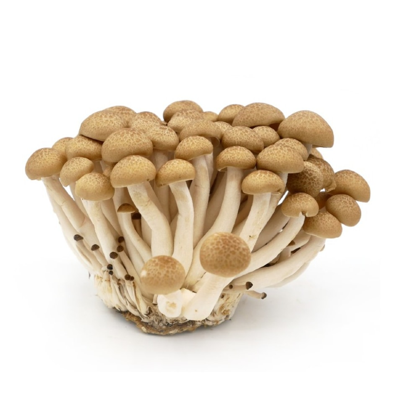 灵芝菇/黑玉菇 Shimeji Mushroom 150g