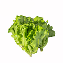 鱼培生菜（有机）