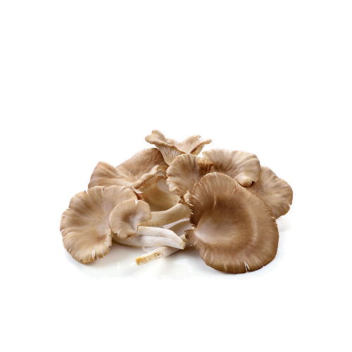 鲍鱼菇 Oyster Mushroom 150g